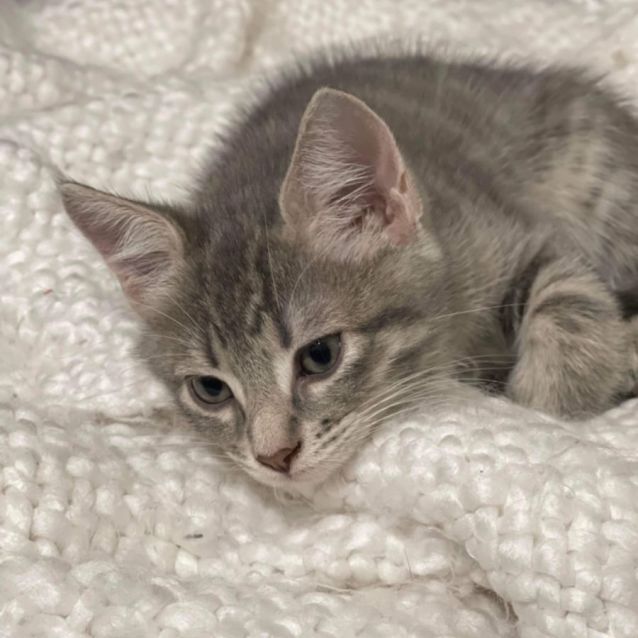 Photo of Harry 🧶😻