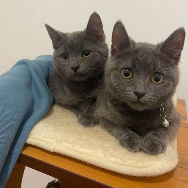 Photo of Tofu & Noodles