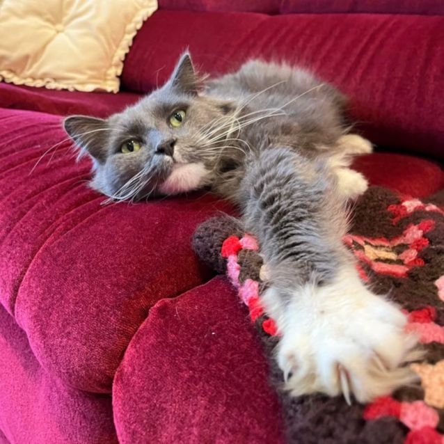 Photo of Milo M *9 Lives Project Rescue*