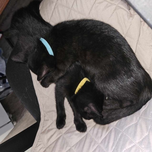 Photo of Khan ** 2nd Chance Cat Rescue **