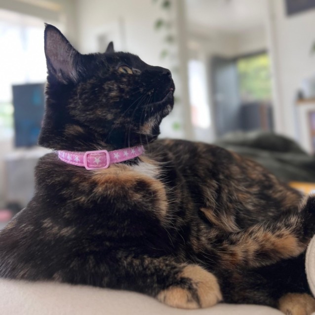 Photo of Siren Agatha