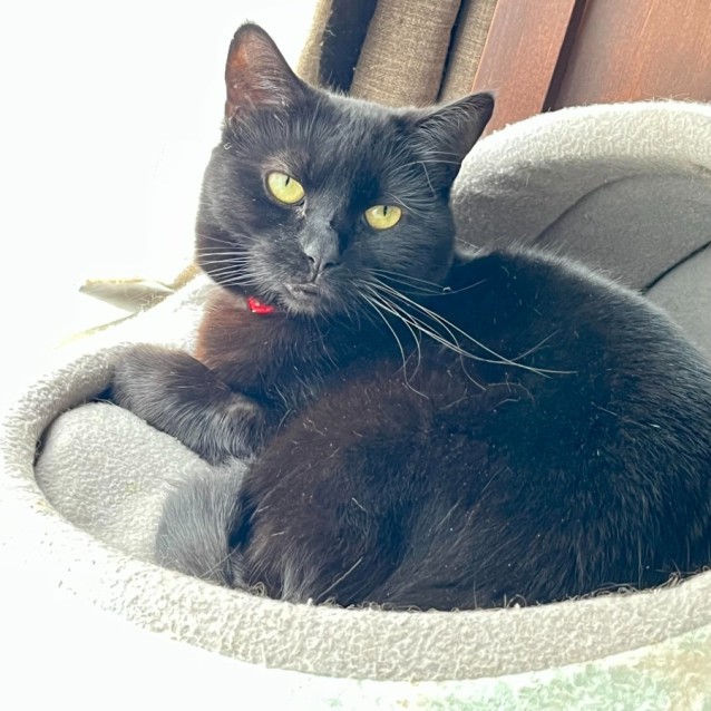 Photo of Lowanna **2nd Chance Cat Rescue**