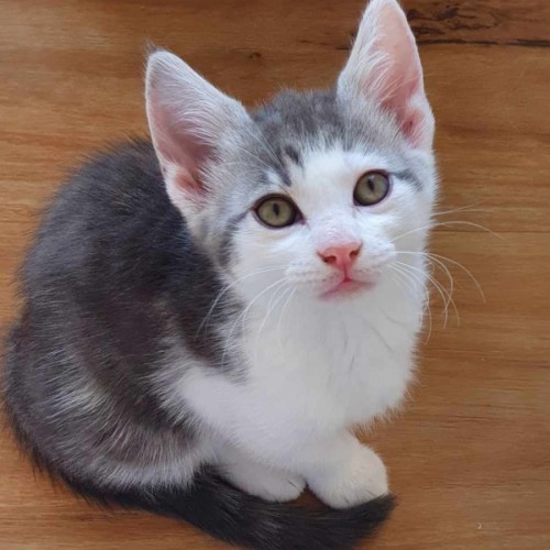 Bobbin - Located in Somerville