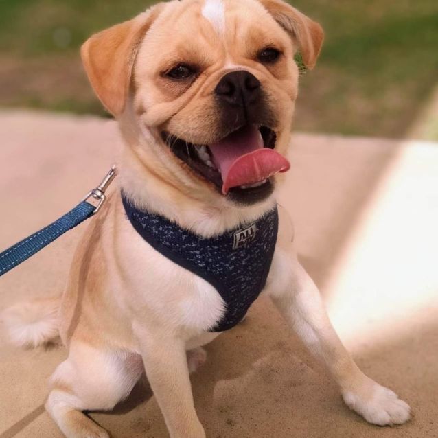 Grug Small Male Pug x Cavalier King Charles Spaniel Mix Dog in QLD PetRescue