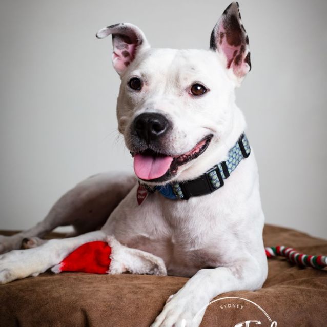 Photo of Cruiser