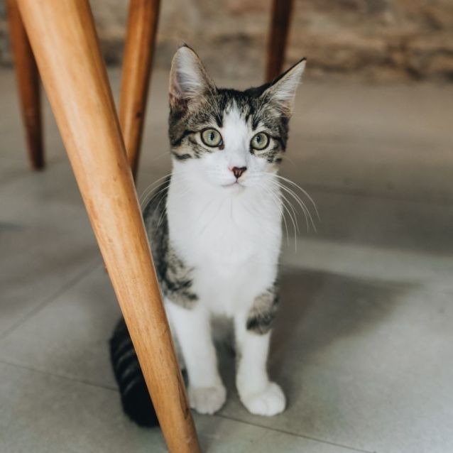 Photo of Nugget