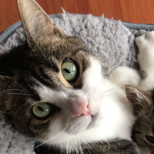 Minka ^^Dandy Cat Rescue^^