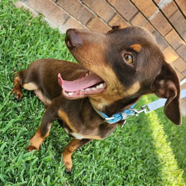 Photo of Rusty
