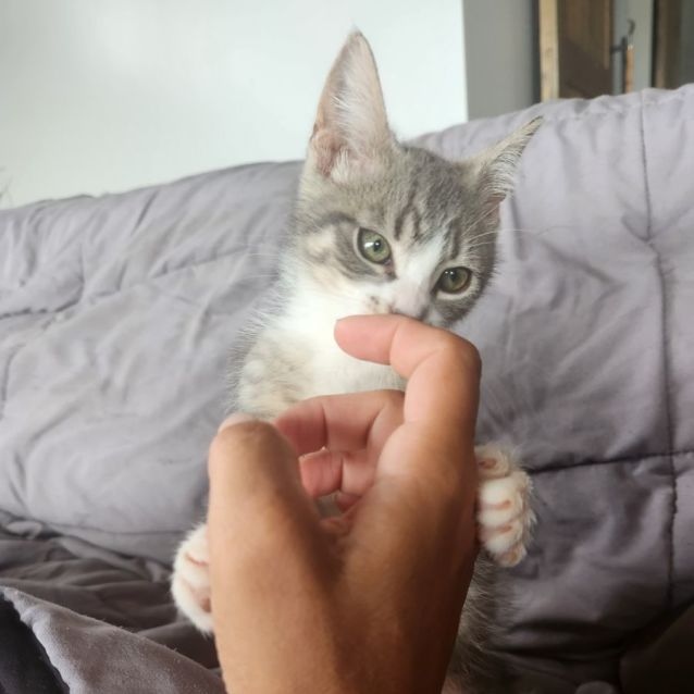 Photo of Christoff Aka Snowball (My Son Calls Him Snowball)