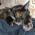 Photo of Zieria ππ»