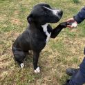 Photo of Diesel