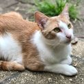 Photo of Brandy **2nd Chance Cat Rescue**