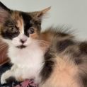 Photo of Calypso