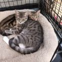 Photo of Barnum **2nd Chance Cat Rescue**