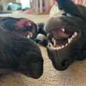 Photo of Snugglebum