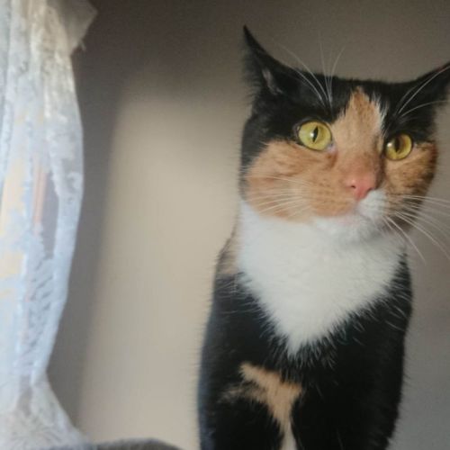 Nana **2nd Chance Cat Rescue **