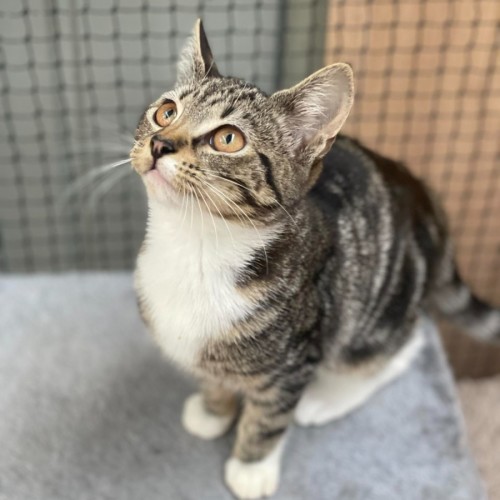 Kizzi **2nd Chance Cat Rescue**