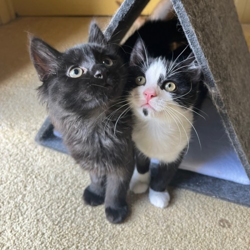 Benji & Bonnie 🐈🌷