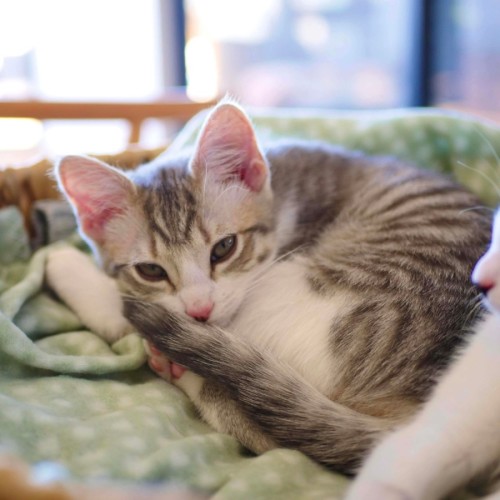 Gracie - Meet me @ Petstock Prahran 20 Dec