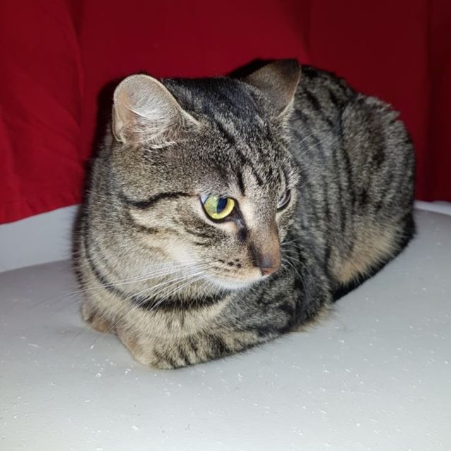 Photo of Petal **2nd Chance Cat Rescue**