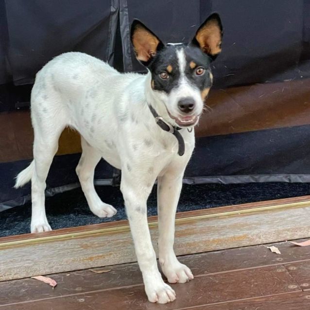 Photo of Timber