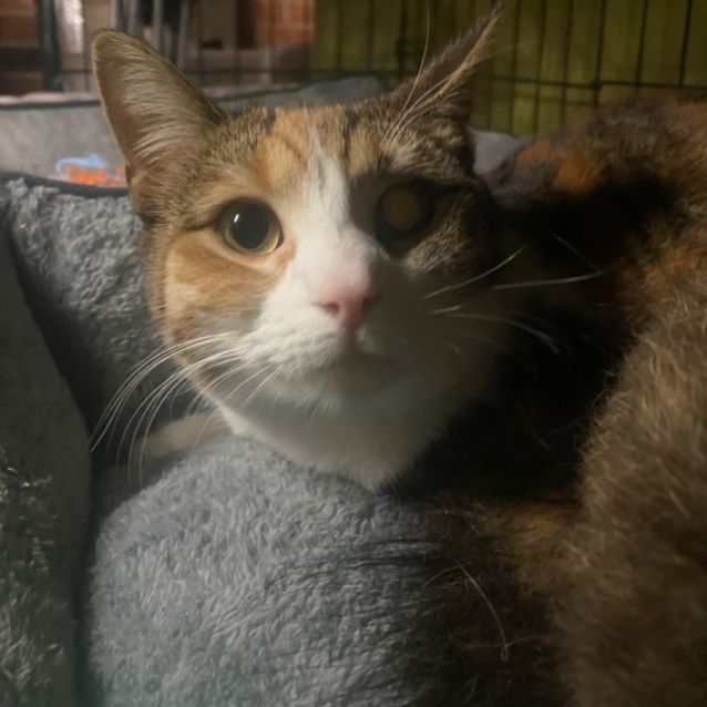 Photo of Missy (Indoors Only)