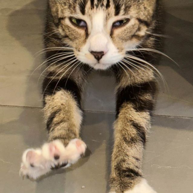 Photo of Patty Cakes