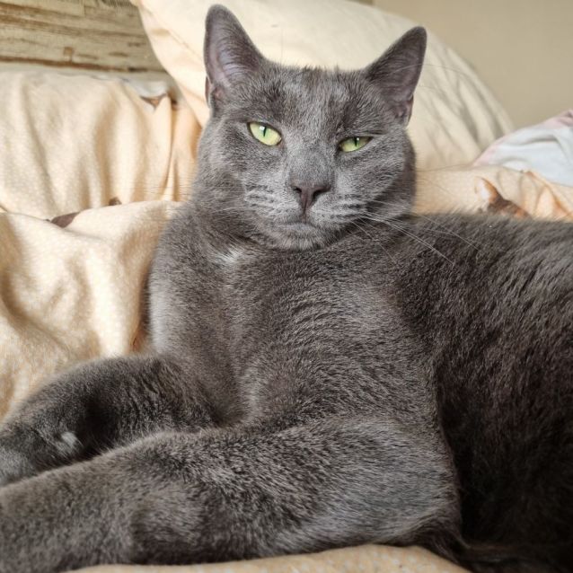 Russian blue male new arrivals