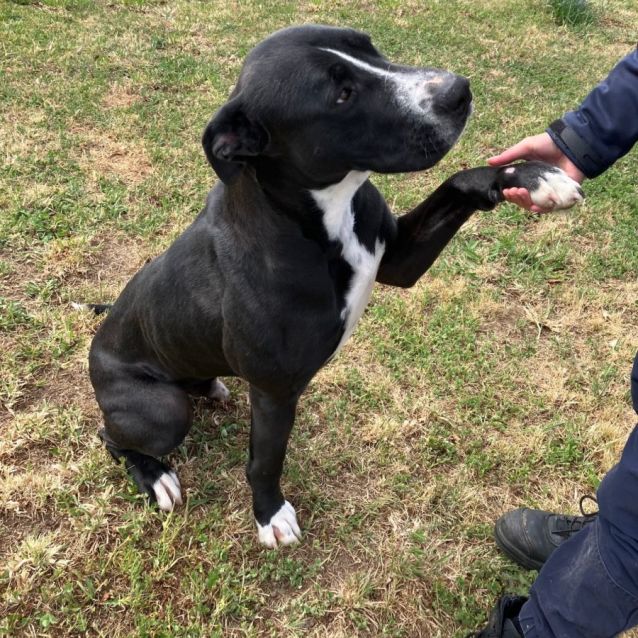 Photo of Diesel