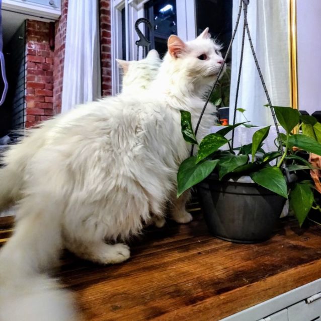 Photo of Henry (Aka Snowlion)