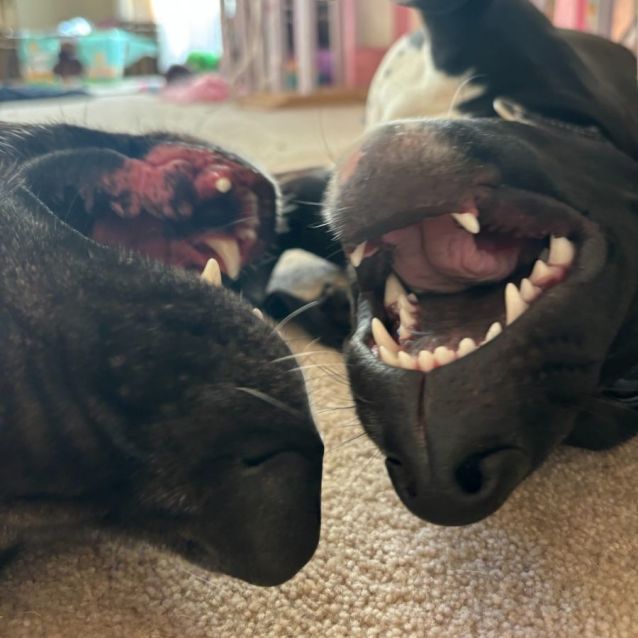 Photo of Snugglebum