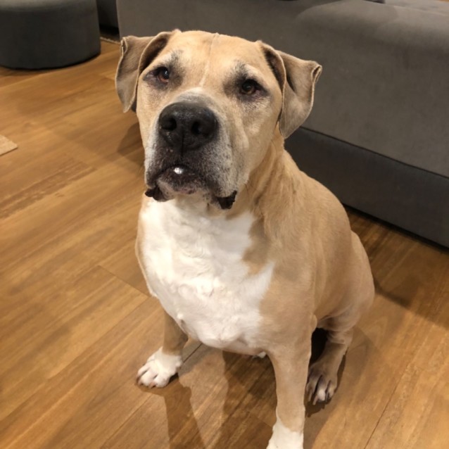 Photo of Blizzard And Stormy 