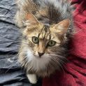 Photo of Lady Sif **2nd Chance Cat Rescue**