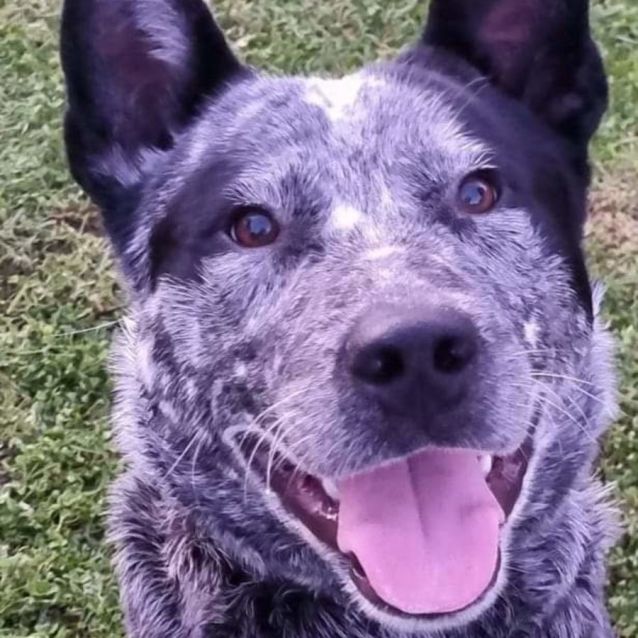 Photo of Agadore Spartacus 