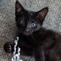 Photo of Shadow