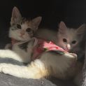 Photo of Maple