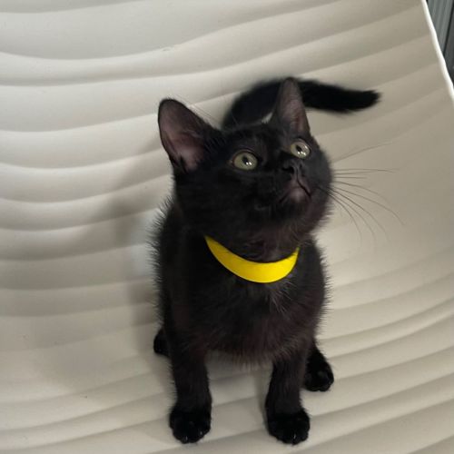 Chip meet me at Petstock Hastings store