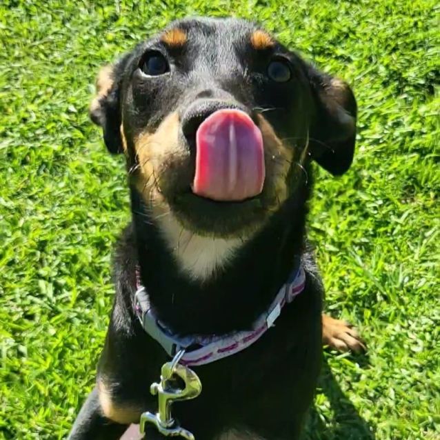 Photo of Tora Dl2897