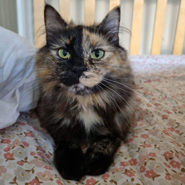 Photo of Angelica (Located In Werribee South)