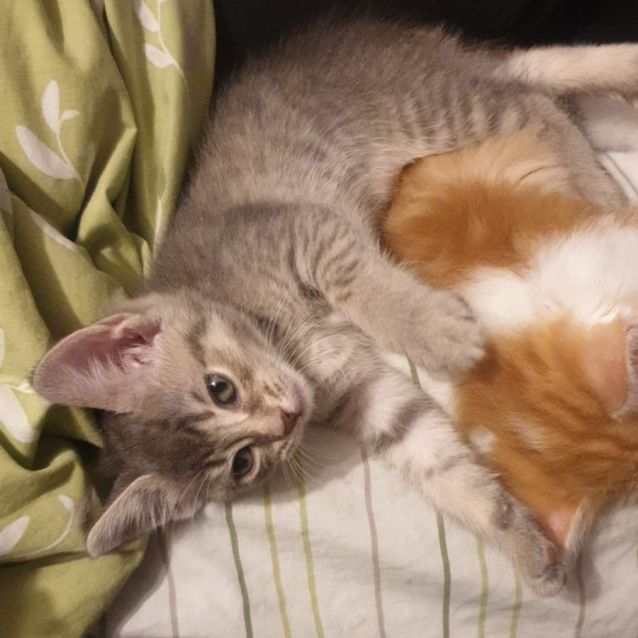 Photo of Fatty Mc Fatterson