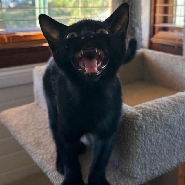 Photo of Toothless