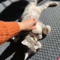 Photo of Snickers