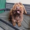 Photo of Coco