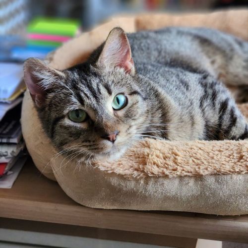 Lizzy ^^Dandy Cat Rescue^^