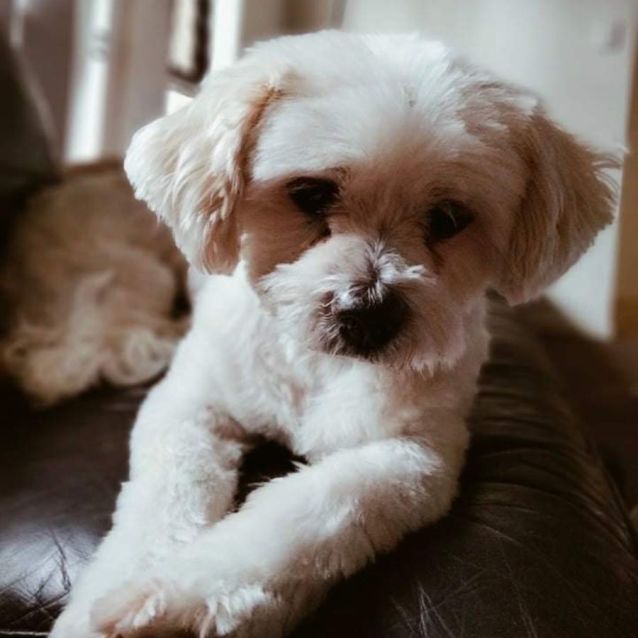 Photo of Buddy & Molly