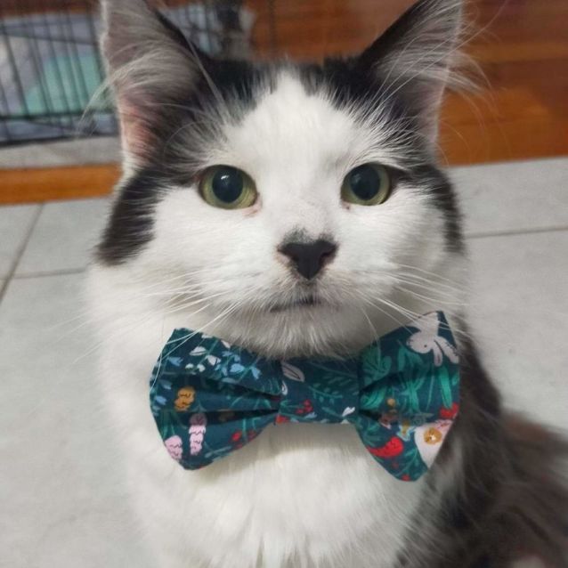 Photo of Darla (Located In Sunshine)