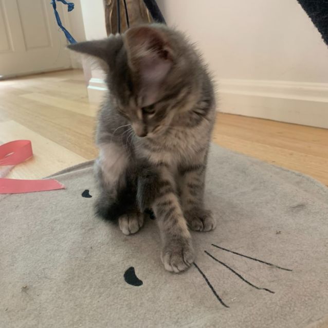 Photo of Loralie & Blossom 🌸🌼