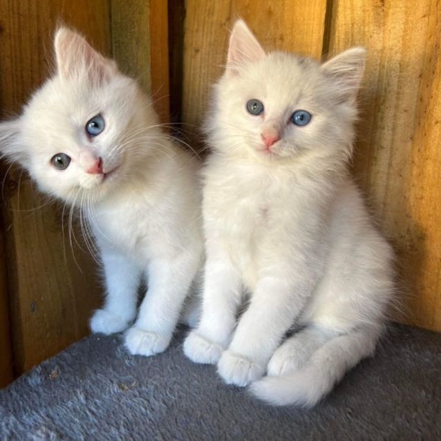 Photo of Pedro & Patrick   Bonded Pair