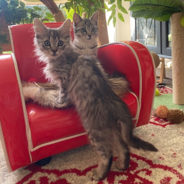 Photo of Basset & Akita 💙🩷