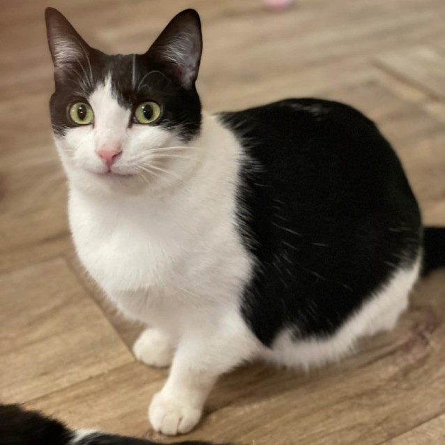 Photo of Springvale **2nd Chance Cat Rescue**